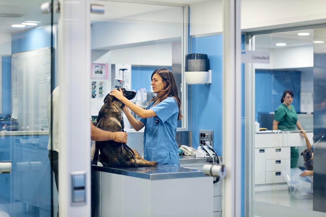 Veterinary Health Care Assistant
